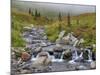 Edith Creek, Mt. Rainier National Park, Washington, Usa-Jamie & Judy Wild-Mounted Photographic Print