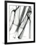 Editorial X-Ray Jacket-Albert Koetsier-Framed Art Print