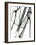 Editorial X-Ray Jacket-Albert Koetsier-Framed Art Print