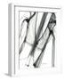 Editorial X-Ray Jacket-Albert Koetsier-Framed Art Print