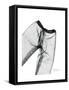 Editorial X-Ray Pants 2-Albert Koetsier-Framed Stretched Canvas