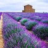 Lavender Field-Edler von Rabenstein-Mounted Photographic Print