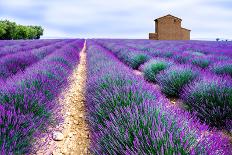 Lavender Field-Edler von Rabenstein-Framed Premium Photographic Print