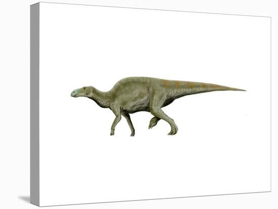 Edmontosaurus Dinosaur-null-Stretched Canvas