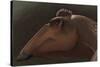 Edmontosaurus Regalis Dinosaur Portrait-null-Stretched Canvas