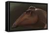 Edmontosaurus Regalis Dinosaur Portrait-null-Framed Stretched Canvas