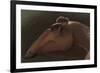 Edmontosaurus Regalis Dinosaur Portrait-null-Framed Premium Giclee Print