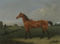 A Bay Horse in a Field-Edmund Bristow-Giclee Print