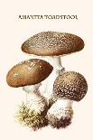 Mousseron Fairy Ring Mushroooms-Edmund Michael-Art Print