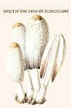 Psalliota Common Mushroom-Edmund Michael-Art Print