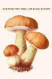 Boletus the King of Mushrooms-Edmund Michael-Framed Art Print