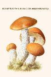 Pholiota - Wood Rotting Mushroom-Edmund Michael-Art Print