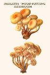 Poisonous Paxillus-Edmund Michael-Art Print