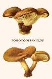Pholiota - Wood Rotting Mushroom-Edmund Michael-Art Print