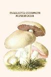 Boletus the King of Mushrooms-Edmund Michael-Mounted Art Print