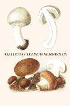 Boletus the King of Mushrooms-Edmund Michael-Art Print