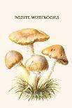 Boletus the King of Mushrooms-Edmund Michael-Stretched Canvas