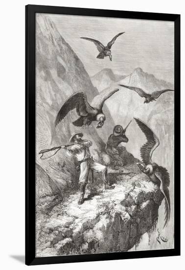 Édouard François André and Companion Being Attacked by Condors Near Calacali-null-Framed Giclee Print