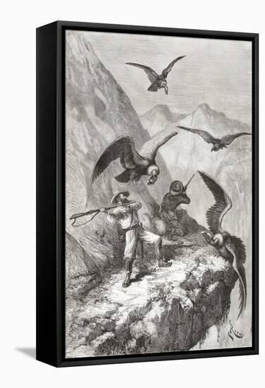 Édouard François André and Companion Being Attacked by Condors Near Calacali-null-Framed Stretched Canvas
