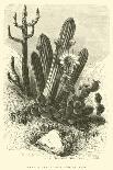 Cereus Cadelaris and Opuntia-Édouard Riou-Giclee Print
