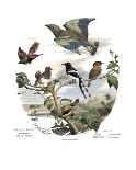Female and Male Lapwing-Edouard Travies-Framed Giclee Print