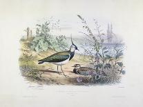 Female and Male Lapwing-Edouard Travies-Giclee Print