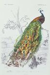 A Pair of Turtle Doves-Edouard Travies-Giclee Print