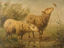 Study of Sheep-Edouard Woutermaertens-Giclee Print