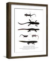 Edough Peninsula Ribbed Newt-null-Framed Giclee Print