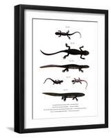 Edough Peninsula Ribbed Newt-null-Framed Giclee Print