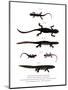 Edough Peninsula Ribbed Newt-null-Mounted Giclee Print