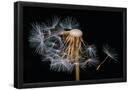 Essential Black