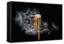 Canvas Black