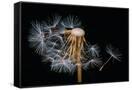 Canvas Black