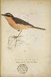 Bessonornis Semirufa, Ruppell, C.1863-Eduard Ruppell-Mounted Giclee Print