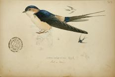 Saxicola Albofasciata, C.1863-Eduard Ruppell-Mounted Giclee Print