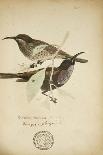 Saxicola Albofasciata, C.1863-Eduard Ruppell-Mounted Giclee Print