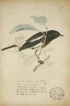 Bessonornis Semirufa, Ruppell, C.1863-Eduard Ruppell-Mounted Giclee Print