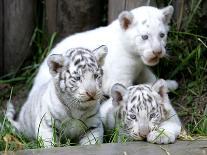 APTOPIX Argentina White Tigers-Eduardo Di Baia-Laminated Premium Photographic Print