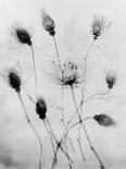 X-Ray Eight Roses-Edward Charles Le Grice-Photographic Print