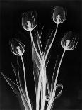 X-Ray Tulips on Black-Edward Charles Le Grice-Photographic Print