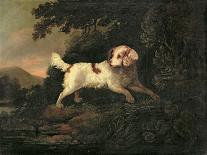 Study of Clumber Spaniel in Wooded River Landscape-Edward Cooper-Giclee Print