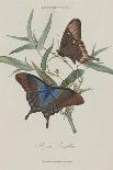 Album Donovan : an epitome of the natural history of insects in China-Edward Donovan-Giclee Print