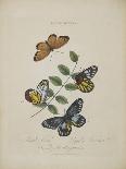 Lepidoptera: Phaloena Atlas, 1798-1799-Edward Donovan-Giclee Print