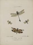 Album Donovan : an epitome of the natural history of insects in China-Edward Donovan-Stretched Canvas