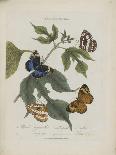 Lepidoptera: Phaloena Atlas, 1798-1799-Edward Donovan-Giclee Print