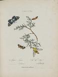 Lepidoptera: Phaloena Atlas, 1798-1799-Edward Donovan-Giclee Print