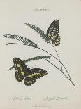 Lepidoptera: Phaloena Atlas, 1798-1799-Edward Donovan-Giclee Print