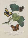 Lepidoptera: Phaloena Atlas, 1798-1799-Edward Donovan-Giclee Print