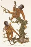 Two Primates on a Tree, 1823-Edward Donovan-Framed Giclee Print